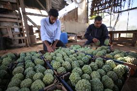 Annona Squamosa During Harvest Season In Gaza City