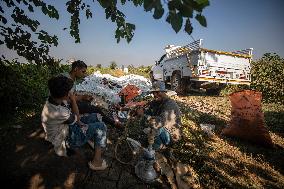 Cotton Harvest In Egypt