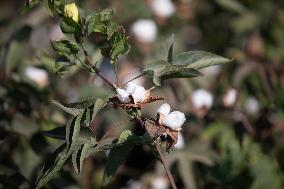 Cotton Harvest In Egypt