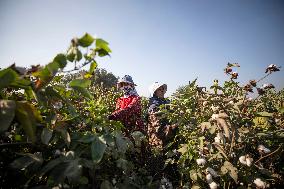 Cotton Harvest In Egypt