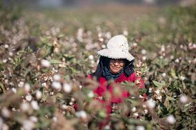 Cotton Harvest In Egypt