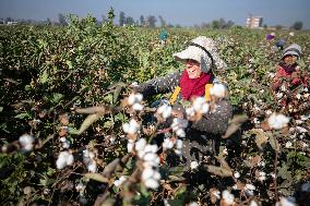 Cotton Harvest In Egypt