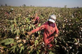 Cotton Harvest In Egypt