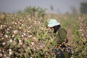 Cotton Harvest In Egypt