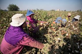 Cotton Harvest In Egypt