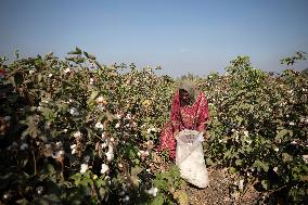 Cotton Harvest In Egypt