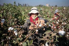 Cotton Harvest In Egypt