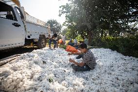 Cotton Harvest In Egypt