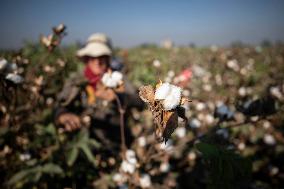 Cotton Harvest In Egypt