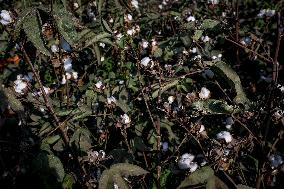 Cotton Harvest In Egypt
