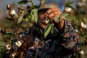 Cotton Harvest In Egypt