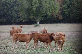 Cows At Premery Center In France