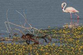 Wildlife In Lake Kerkini