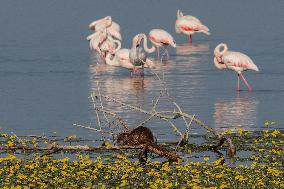 Wildlife In Lake Kerkini