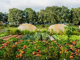 Autumn Weather In The Countryside Of The Netherlands.