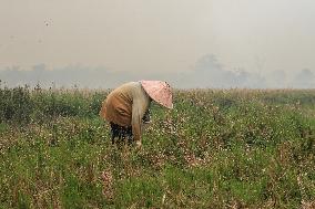 Land Fires In Ogan Ilir, South Sumatra Spread