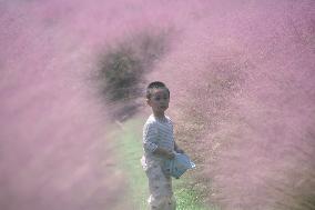Tourists View Pink Muhlygrass in Hangzhou