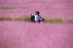 Tourists View Pink Muhlygrass in Hangzhou