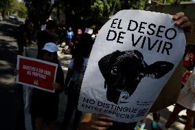 Animal Rights Activists Protest Outside The Italian Embassy In Mexico City
