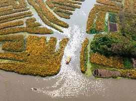 Tourists Enjoy Blooming Chrysanthemums in Taizhou