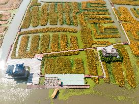 Tourists Enjoy Blooming Chrysanthemums in Taizhou