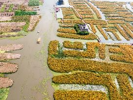 Tourists Enjoy Blooming Chrysanthemums in Taizhou