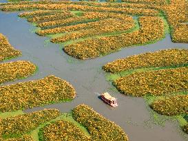 Tourists Enjoy Blooming Chrysanthemums in Taizhou