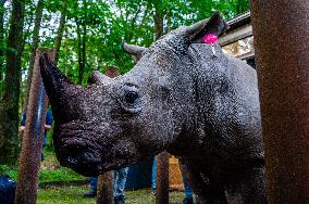 Almost 2.5-year-old Square-lipped Rhino Leaves From Royal Burgers' Zoo In The Netherlands For The Kaunas Zoo In Lithuania.