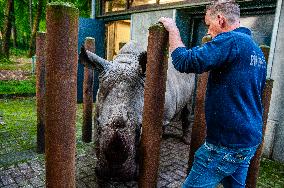 Almost 2.5-year-old Square-lipped Rhino Leaves From Royal Burgers' Zoo In The Netherlands For The Kaunas Zoo In Lithuania.
