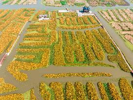 Tourists Enjoy Blooming Chrysanthemums in Taizhou