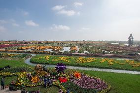 Tourists Enjoy Blooming Chrysanthemums in Taizhou