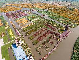 Tourists Enjoy Blooming Chrysanthemums in Taizhou