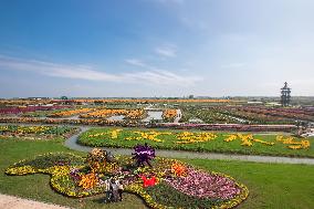 Tourists Enjoy Blooming Chrysanthemums in Taizhou