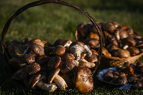 Mushroom Madness In Alberta Continues