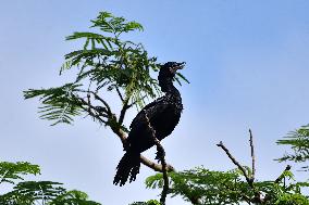 INDIA WILDLIFE