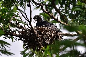 INDIA WILDLIFE