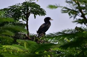 INDIA WILDLIFE