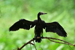 INDIA WILDLIFE