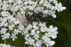 Crab Spider Feasting On A Fly