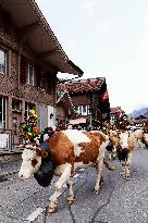 Switzerland Farmers Return Their Herds Of Cows To Their Farms