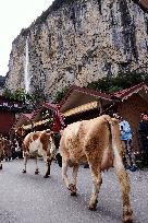 Switzerland Farmers Return Their Herds Of Cows To Their Farms