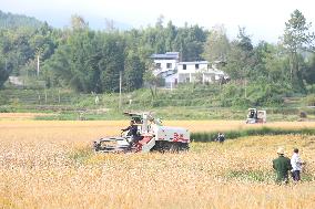 Rice Havest in Chongqing