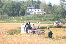 Rice Havest in Chongqing