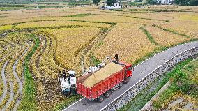 Rice Havest in Chongqing