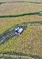 Rice Havest in Chongqing