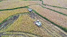 Rice Havest in Chongqing