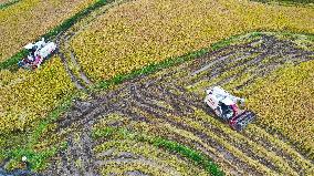 Rice Havest in Chongqing