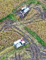 Rice Havest in Chongqing