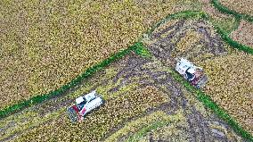 Rice Havest in Chongqing