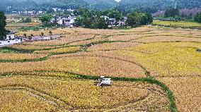 Rice Havest in Chongqing